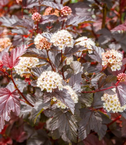 Physocarpus opulifolius 'Red Baron'